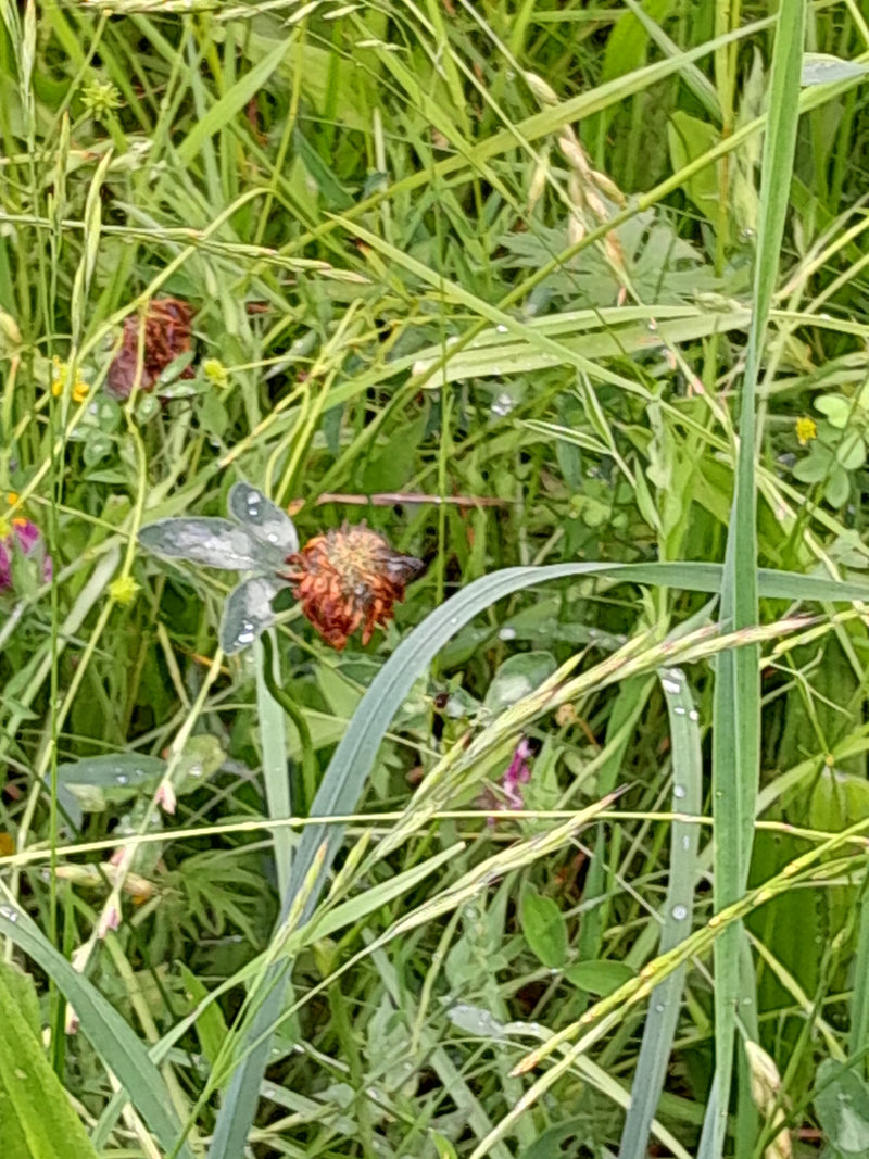 L'image montre un trèfle des prés fané au milieu de hautes herbes et d'autres plantes de prairie. Les feuilles trifoliées caractéristiques et l'inflorescence...