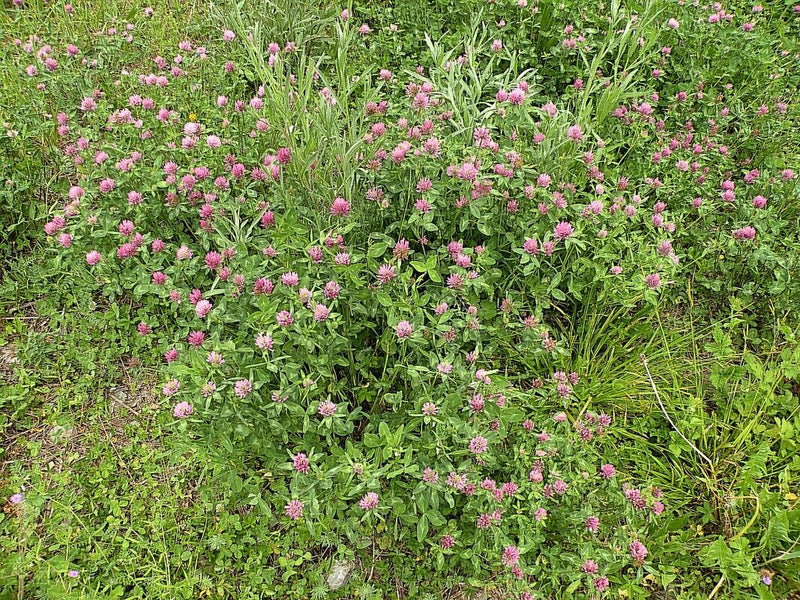 L'image montre une prairie en fleurs avec de nombreux spécimens de trèfle violet. Les têtes de fleurs roses typiques se détachent clairement du feuillage vert.