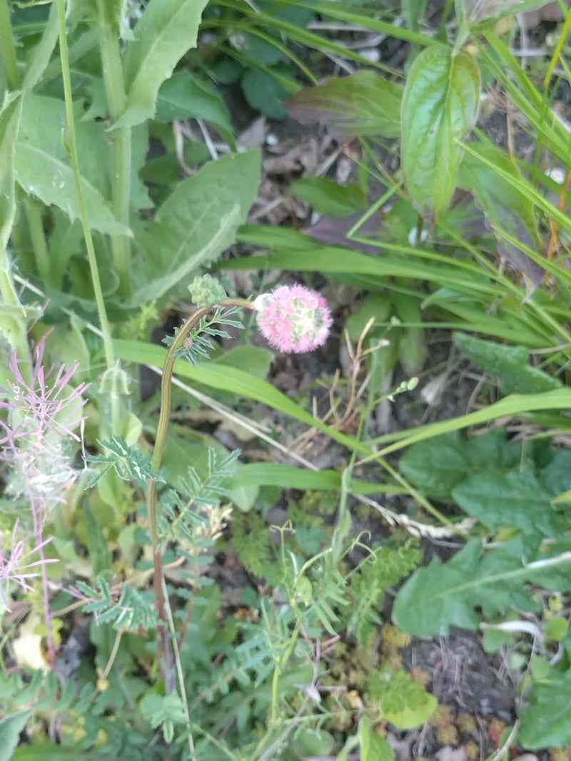Pimpinelle — Bild 1