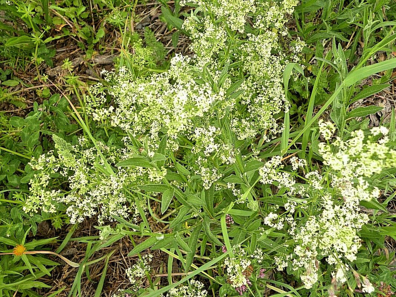 Gaillet des prés — Bild 3