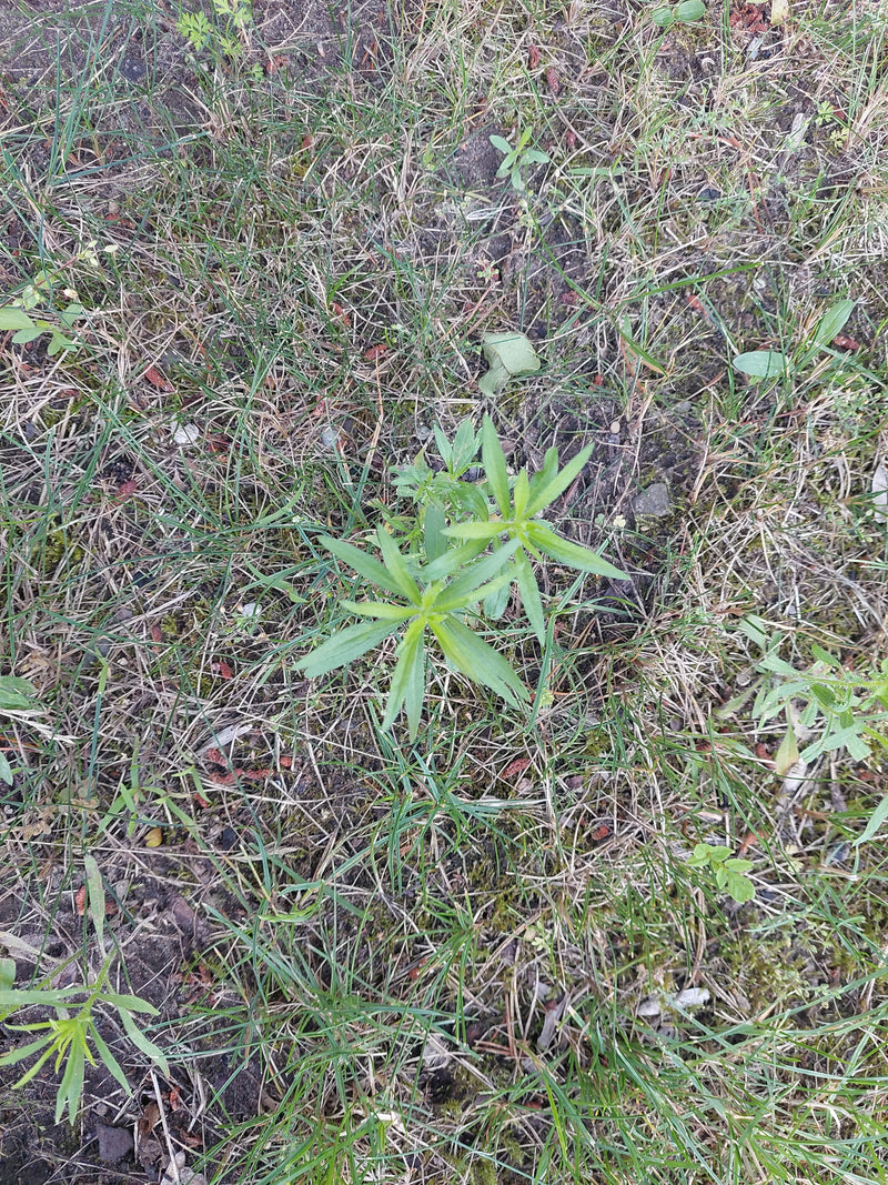 La photo montre une jeune plante de gaillet mou vue du dessus, dans un environnement de prairie et d'herbe.