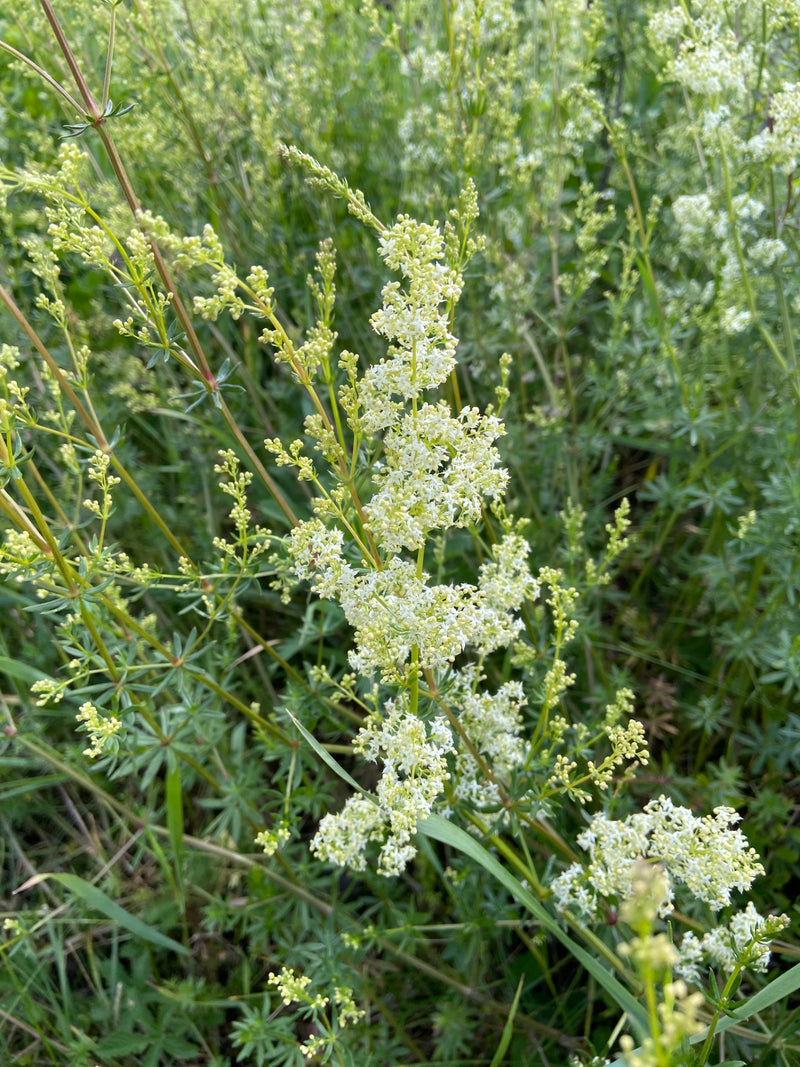 Gaillet des prés — Bild 2