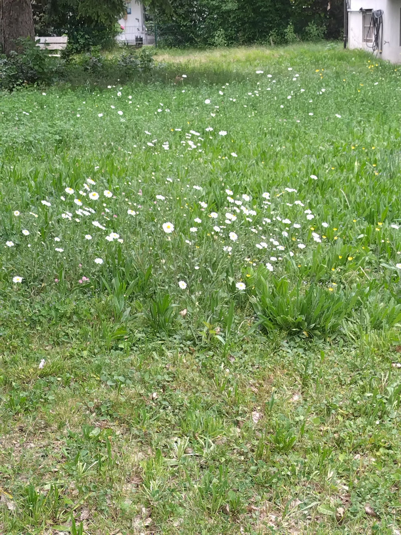 Marguerites — Bild 1