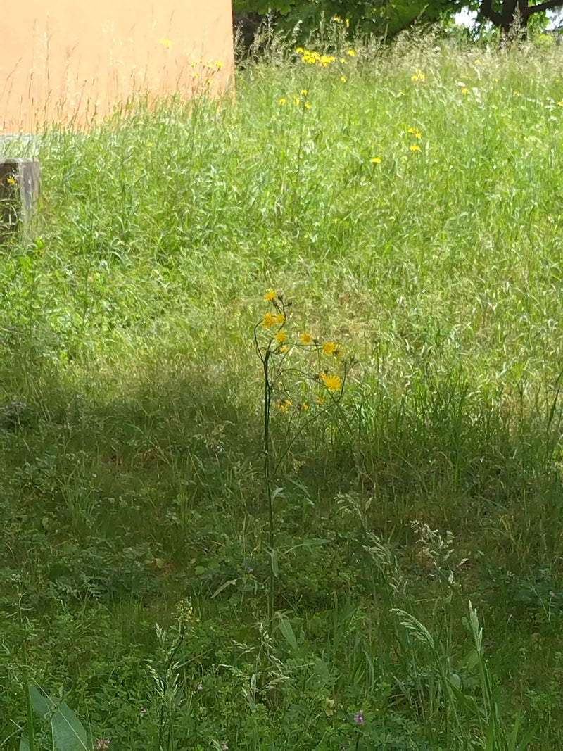Wiesen-Pippau — Bild 1