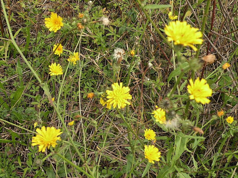 L'image montre plusieurs capitules jaune vif de crépide biennale poussant parmi les herbes et une autre végétation dans une prairie.