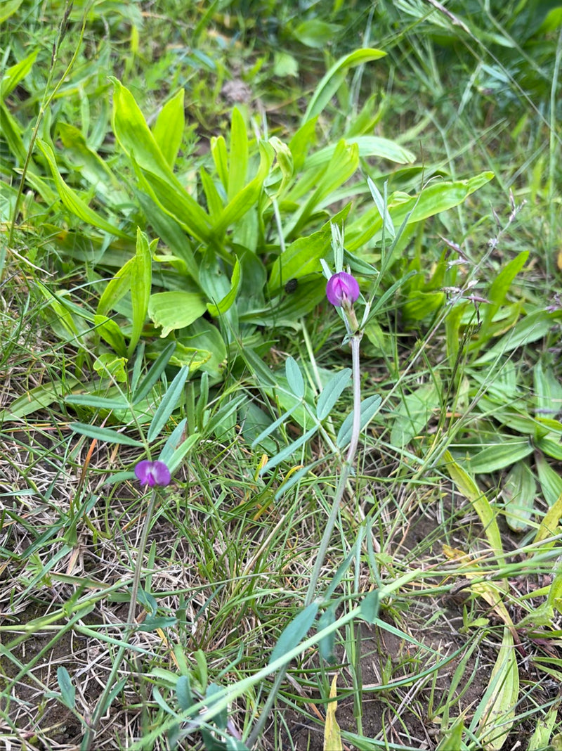 Pois des prés — Bild 1