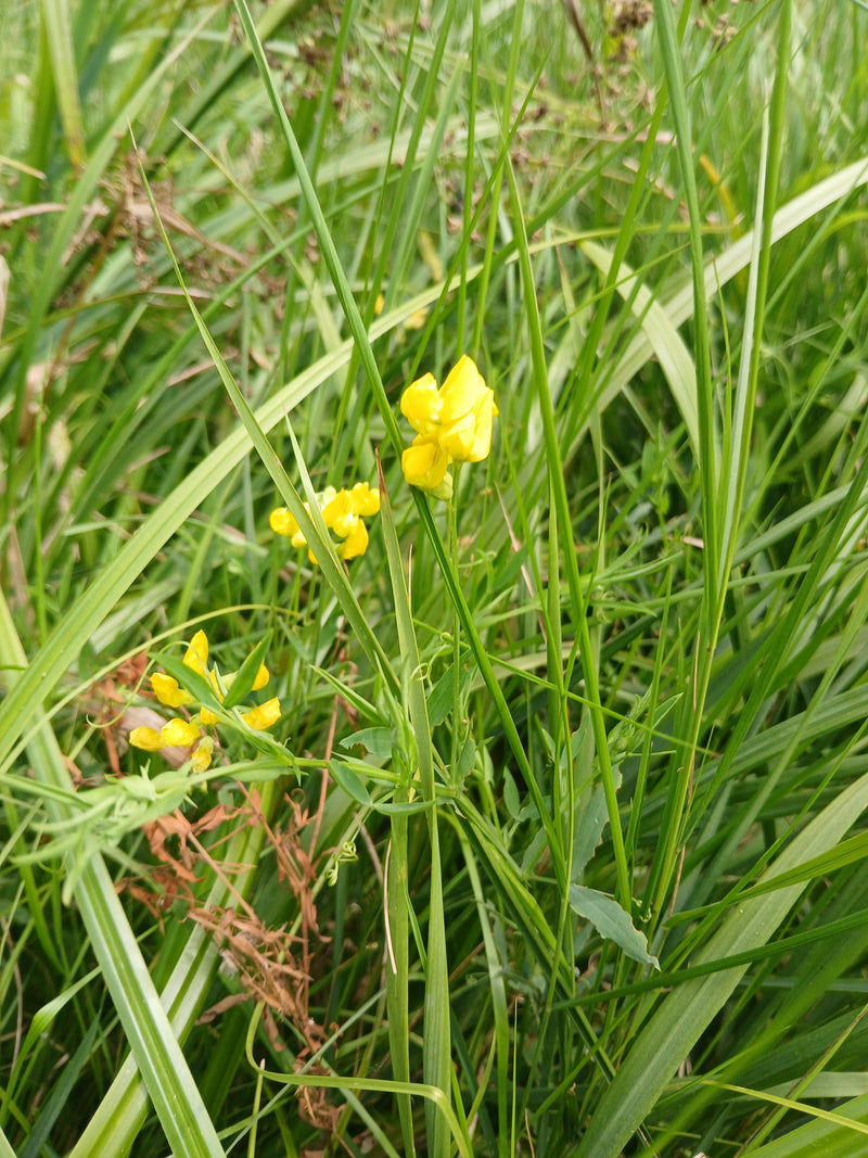 L'image montre les fleurs jaunes caractéristiques et les feuilles vertes d'une gesse des prés poussant parmi de hautes herbes. La plante se présente dans son...