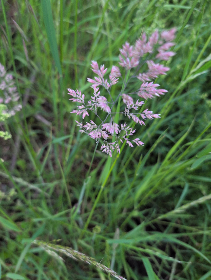 Pâturin des prés — Bild 3