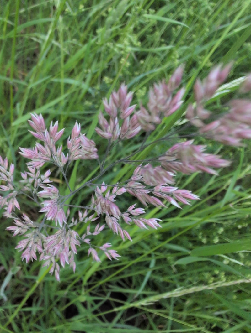 Pâturin des prés — Bild 2