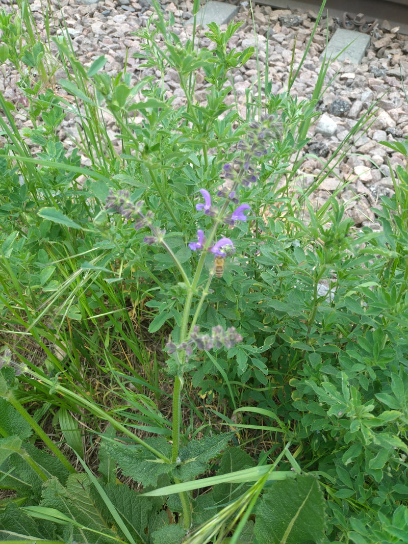 Sauge des prés — Bild 2