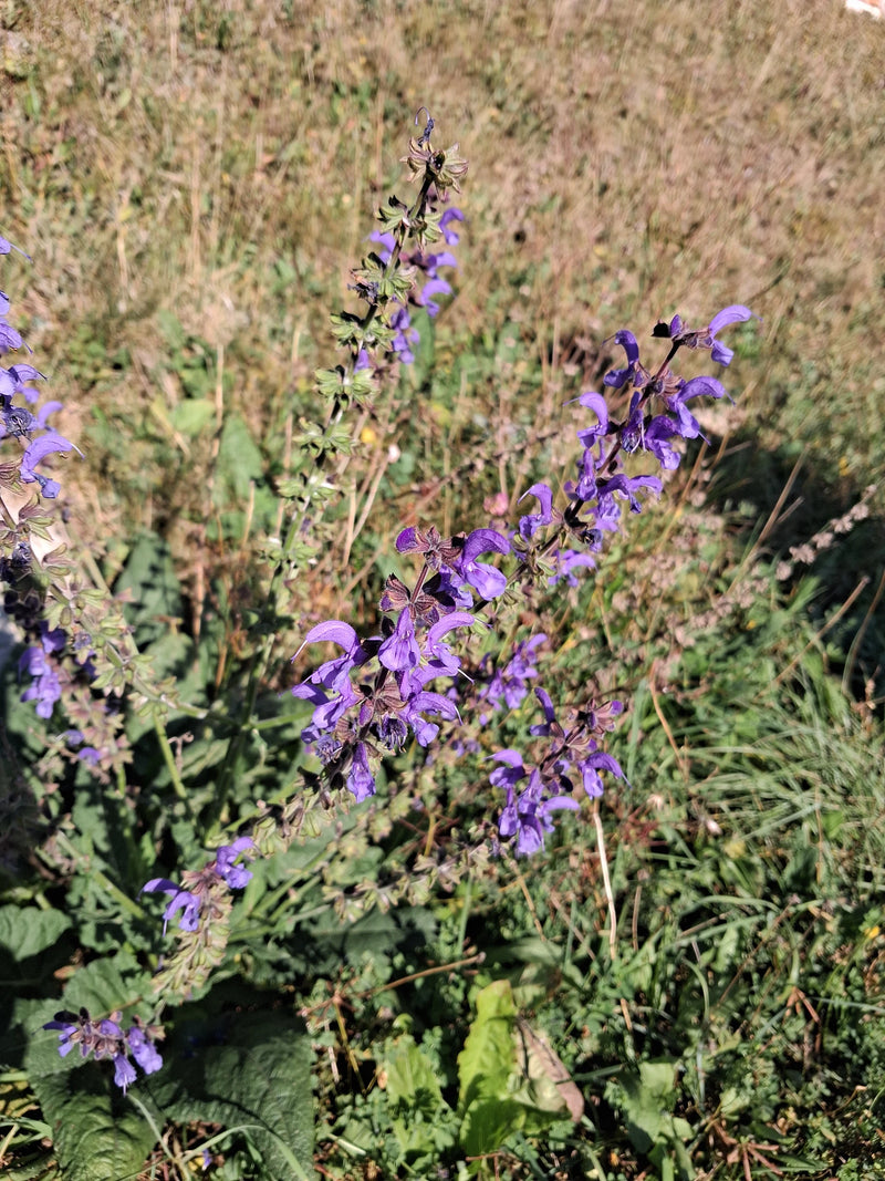 Une sauge des prés en fleurs avec des inflorescences bleu-violet pousse au milieu d'une prairie ensoleillée.