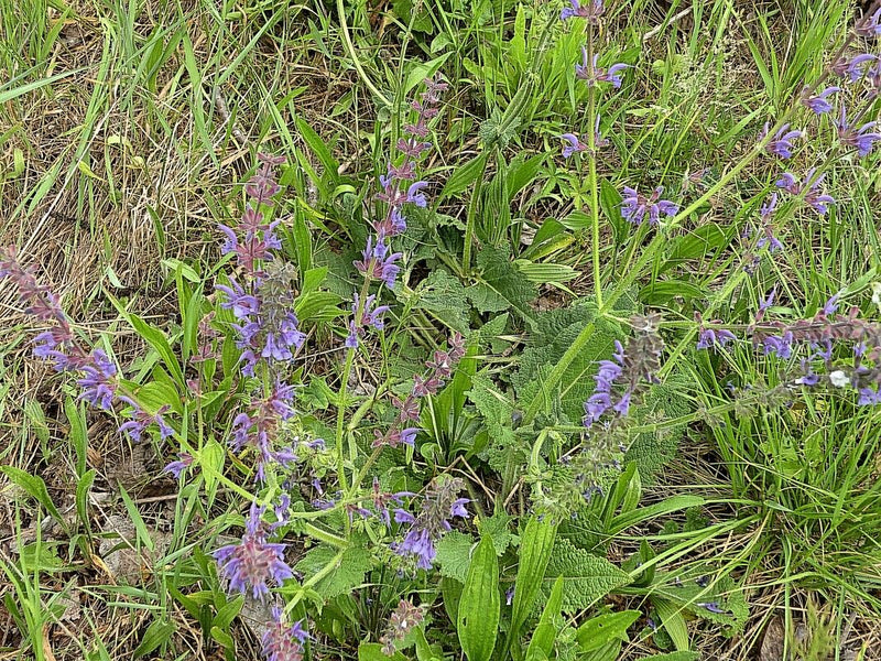La sauge des près est visible avec ses inflorescences bleu-violet typiques dans une prairie.