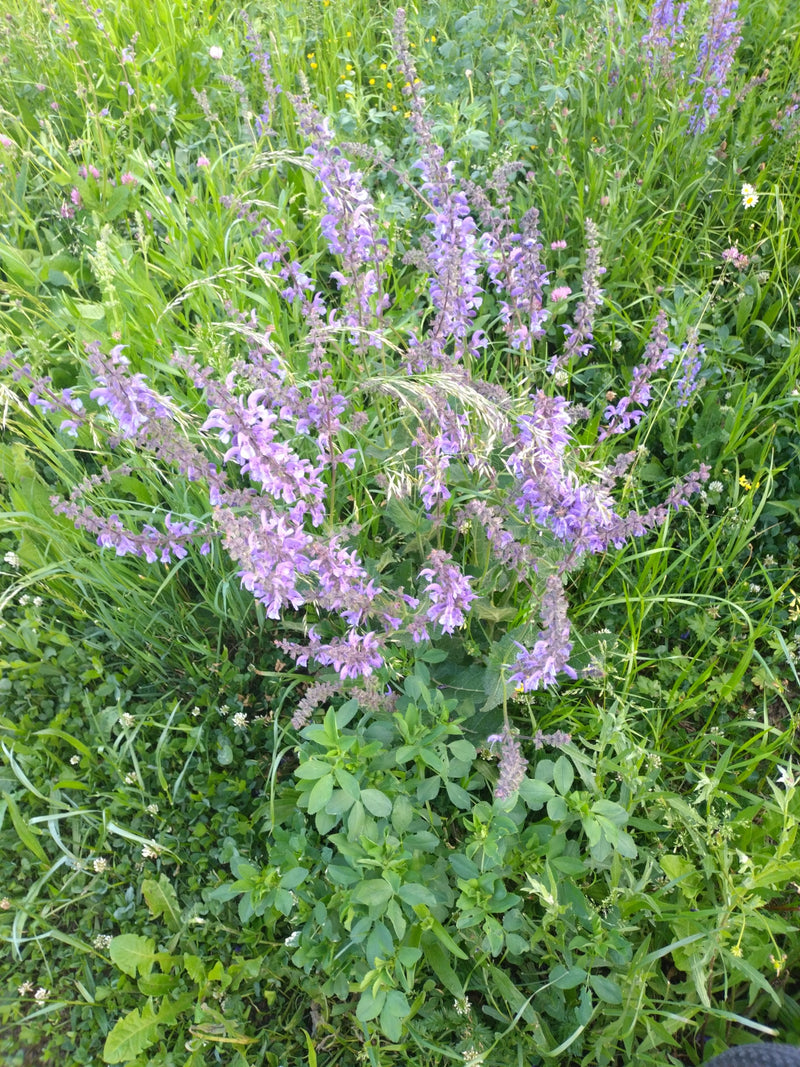 On aperçoit de la sauge des prés en fleurs avec des fleurs violettes dans une prairie verte. La photo montre la plante vue du dessus dans son environnement n...