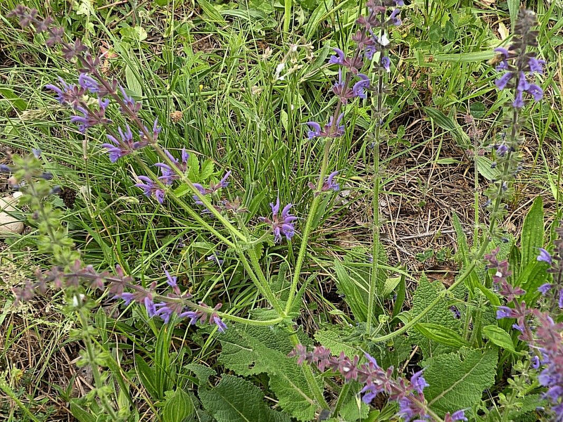 La sauge des prés est visible avec ses fleurs typiques bleuâtres à violettes dans une prairie. La plante se trouve au milieu de l'herbe et d'autres herbes de...