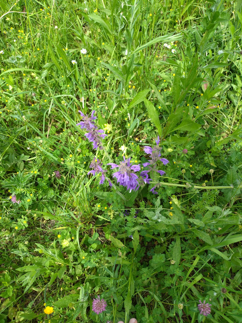 La sauge des prés fleurit dans la prairie avec ses fleurs violettes caractéristiques. Elle pousse au milieu de l'herbe verte et d'autres herbes des prés.