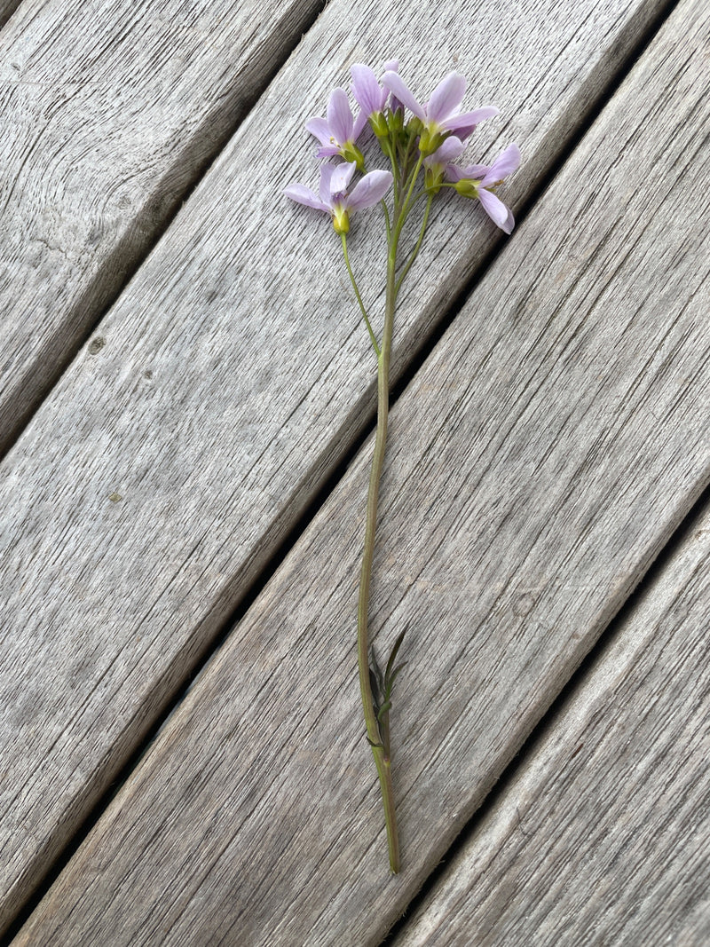 L'image montre une seule tige de cardamine des prés avec de délicates fleurs roses. La plante repose sur une surface en bois.