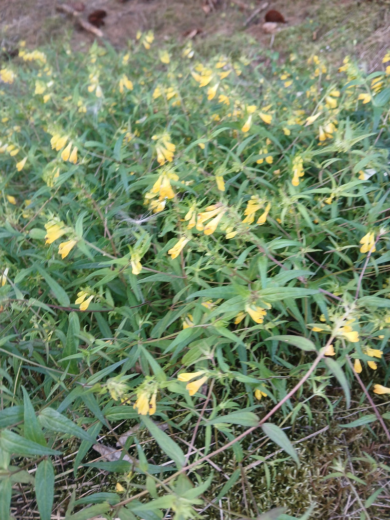 Blé de caille des prés — Bild 1