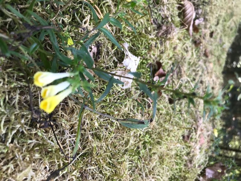 Blé de caille des prés — photo 1 sur 10