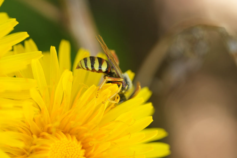 Abeille guêpe des prés — Bild 1