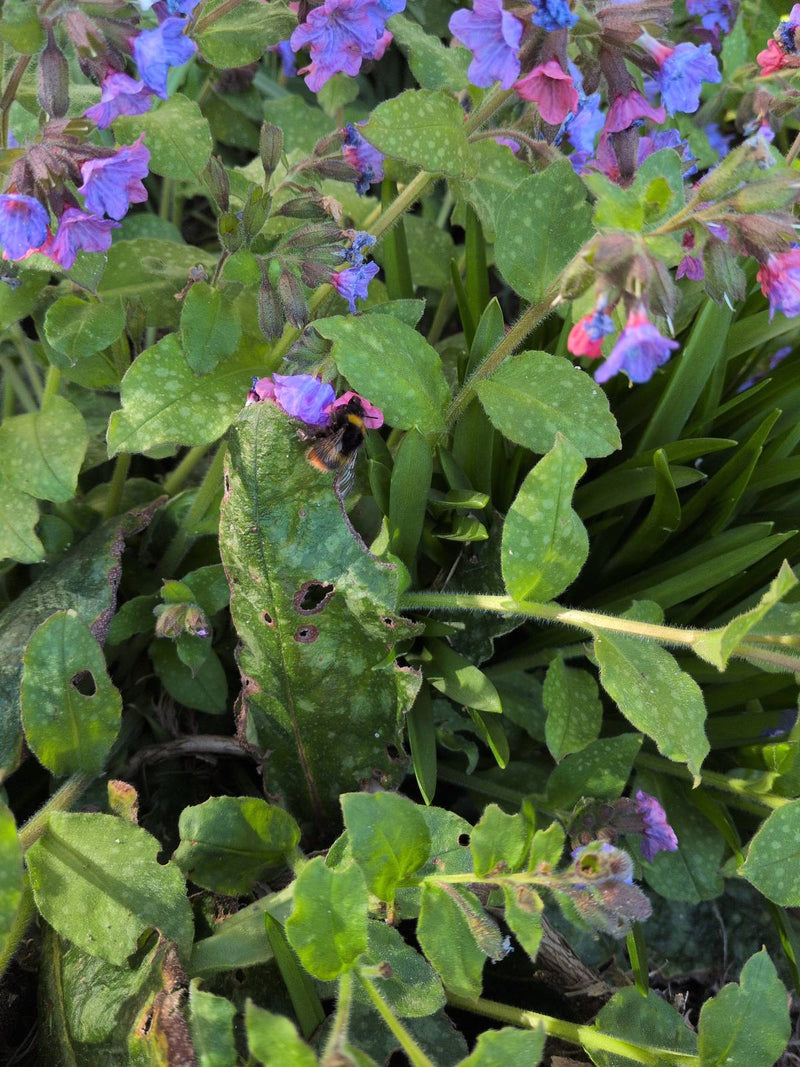 Bourdon des prés — Bild 1