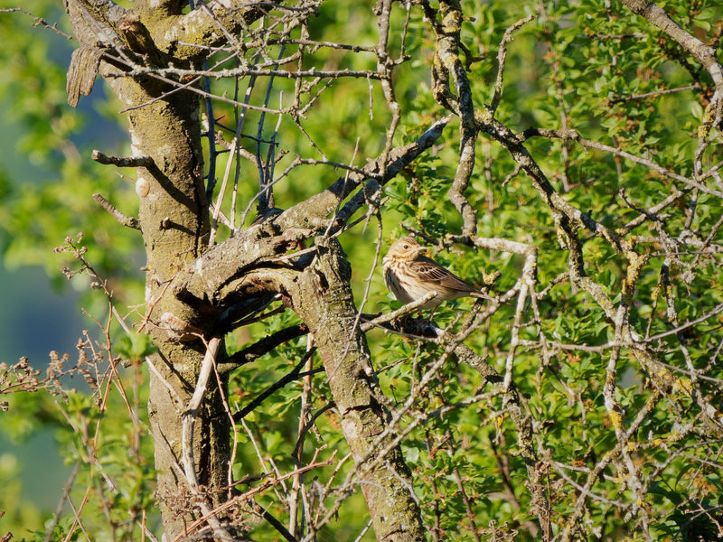 Pipit des prés — Bild 1