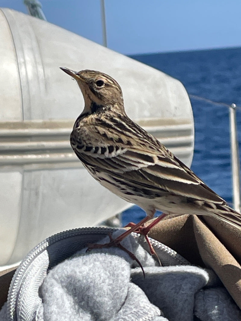 Un pipit farlouse perché en gros plan de profil sur du tissu et de l'équipement à bord d'un bateau, avec la mer en arrière-plan.