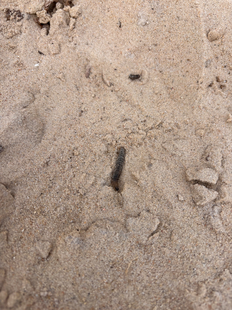 Escargot des marais — Bild 1