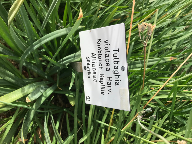 Wilde Knoblauch — photo 2 sur 6