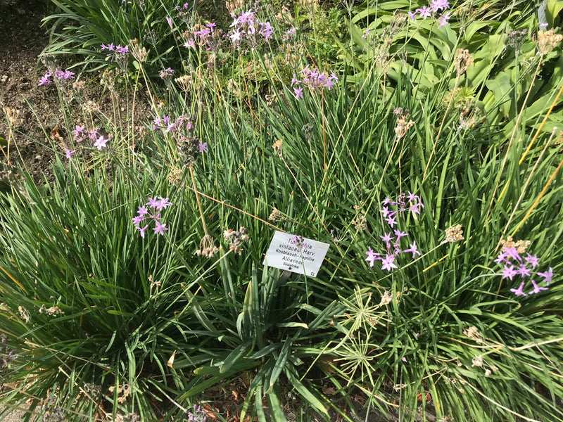 Wilde Knoblauch — photo 1 sur 6