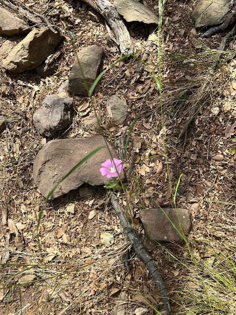 Une fleur de mauve rose pousse sur un sol pierreux avec du feuillage sec. La plante est bien reconnaissable.