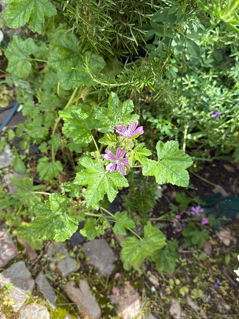 mauve — Bild 2