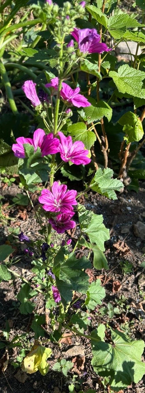 On peut voir une grande mauve à port dressé avec ses fleurs caractéristiques violettes-roses et ses feuilles lobées. La plante pousse dans un parterre de jar...