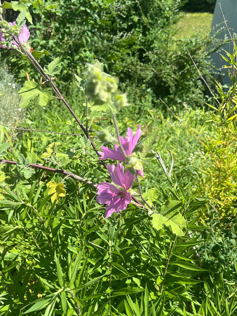 On voit une grande mauve en fleurs avec des fleurs roses et des feuilles typiques devant une végétation verte.