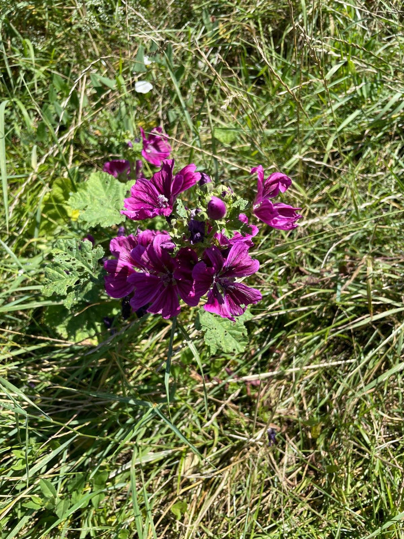 L'image montre une grande mauve en fleurs avec des fleurs violettes caractéristiques et des feuilles vertes poussant dans un pré.