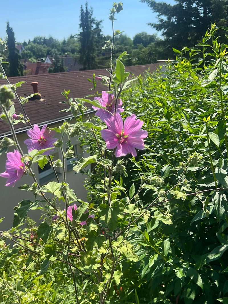 L'image montre une grande mauve en fleurs avec des fleurs roses caractéristiques. La plante pousse dans un jardin devant une haie et des bâtiments.