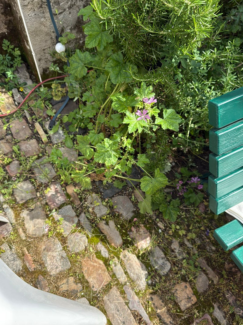 mauve — Bild 3