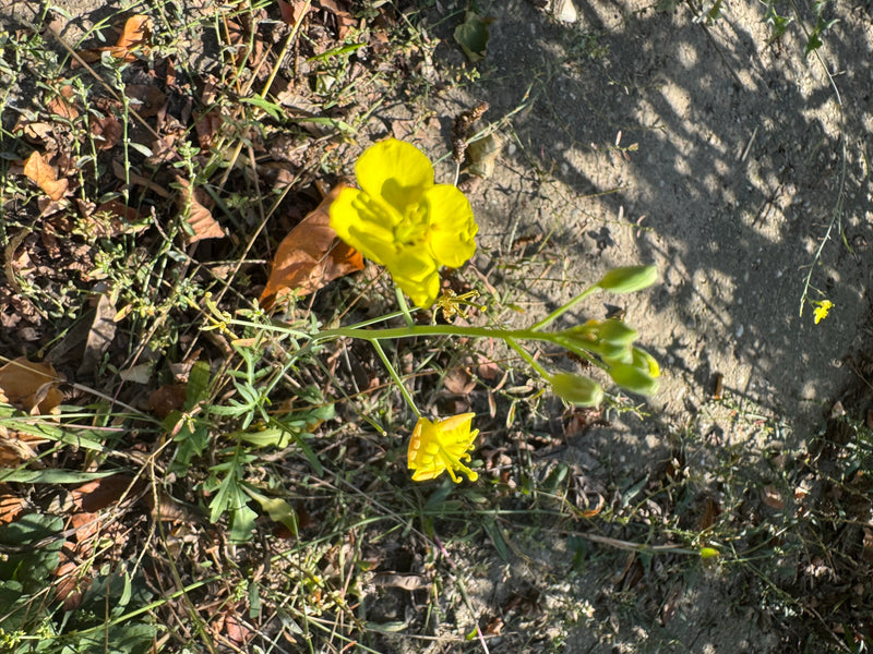 Une roquette sauvage en fleurs avec des fleurs jaune vif et des boutons sur un sol sec couvert de feuilles.