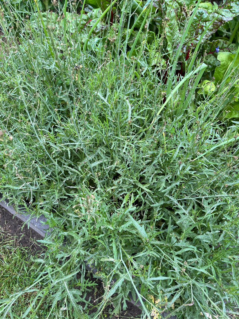 On aperçoit une plante dense de roquette sauvage avec ses feuilles typiquement profondément lobées et ses tiges fines. Elle pousse dans un parterre de jardin.
