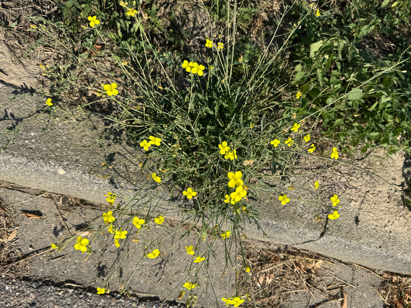 Une roquette sauvage en fleur pousse dans la fissure d'une bordure de trottoir.
