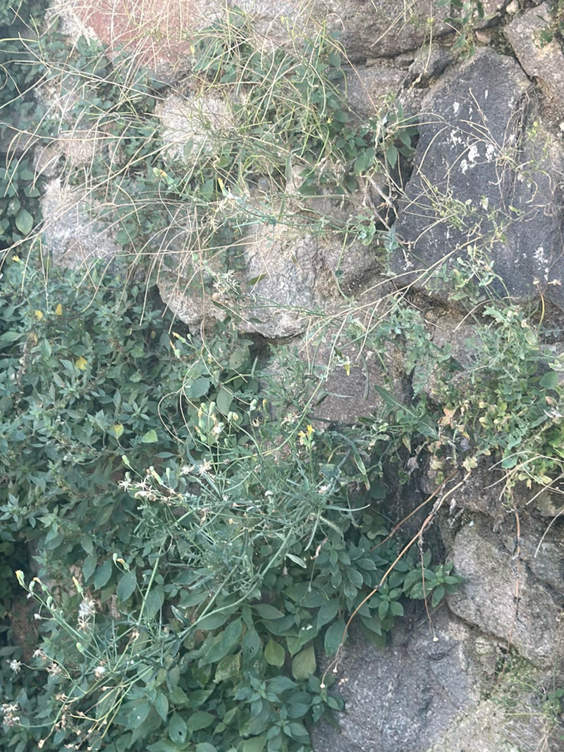 On voit une roquette jaune poussant sur un mur en pierre.