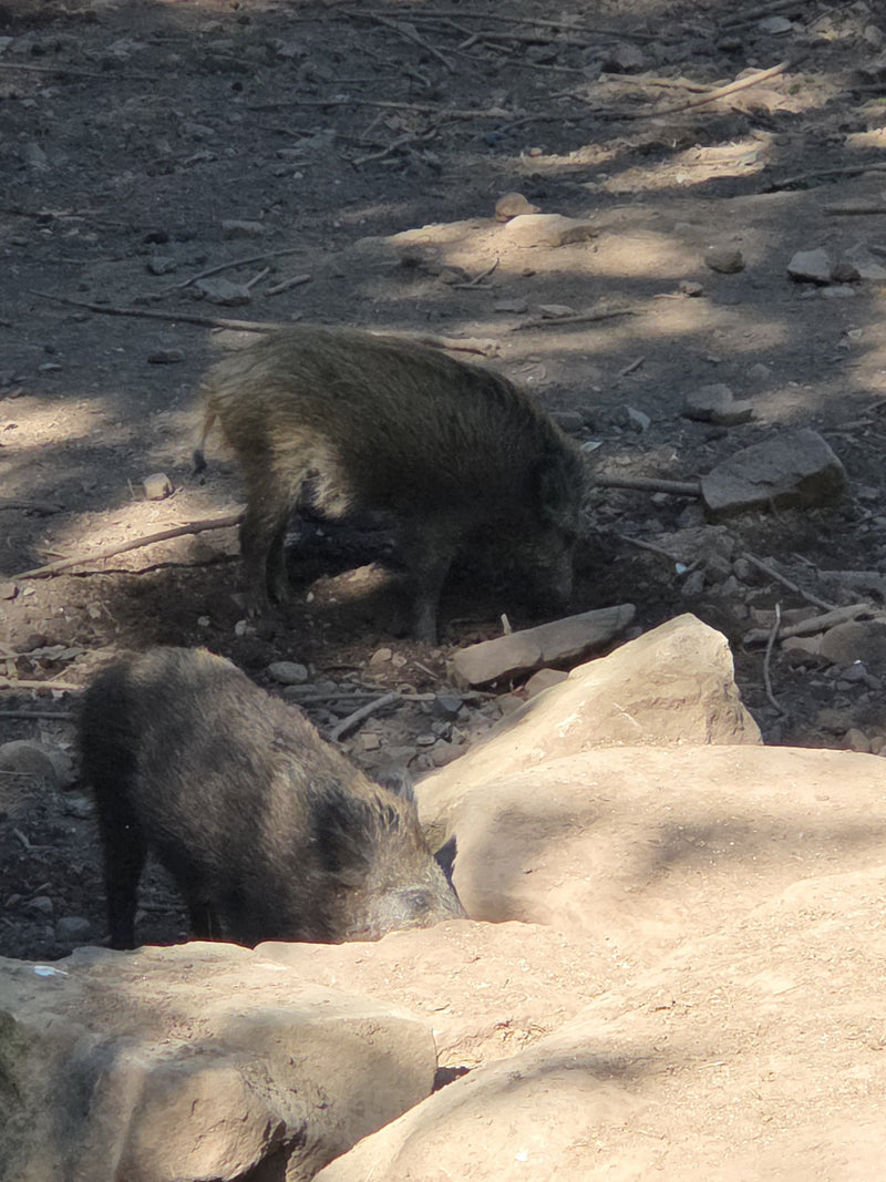 sanglier — Bild 2
