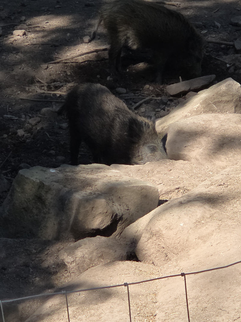 sanglier — Bild 1