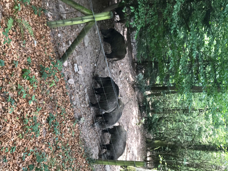 Plusieurs sangliers marchent les uns derrière les autres sur un sol forestier dans un enclos. Une clôture longe le chemin.