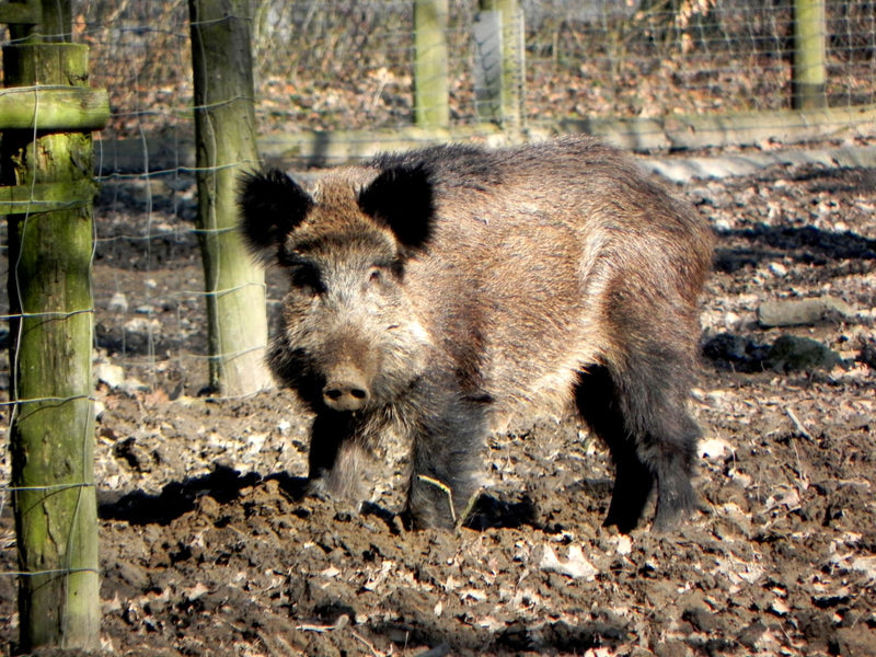 Un sanglier se tient de face sur un sol boueux dans un enclos. Des poteaux en bois et un grillage sont visibles en arrière-plan.