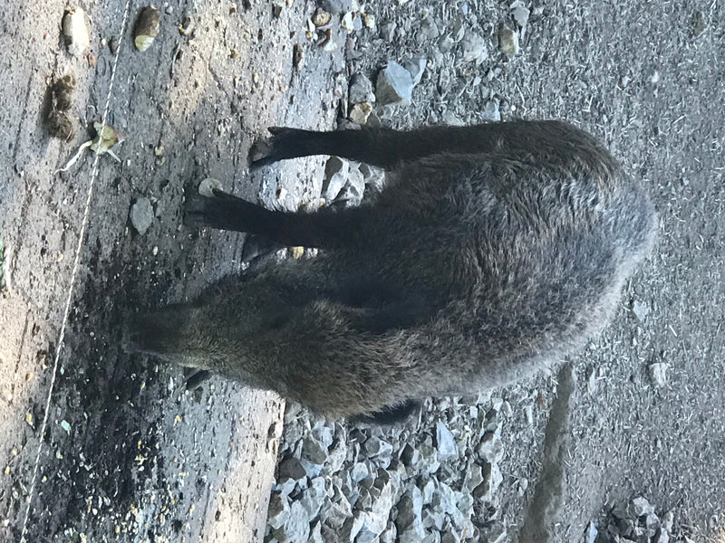 Un sanglier se tient sur un sol pierreux, vu du dessus. Il semble chercher de la nourriture au sol.
