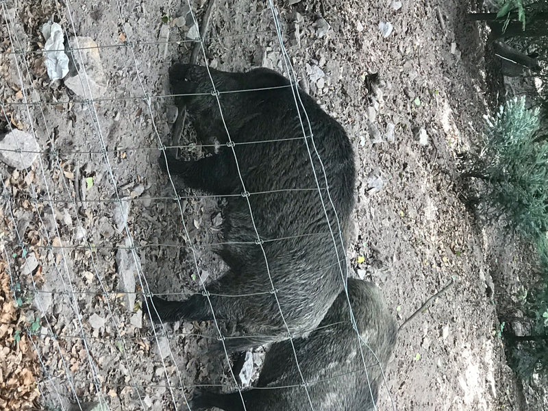 Un sanglier se tient sur un sol forestier pierreux derrière un grillage. Il se déplace lentement à travers le terrain boisé.