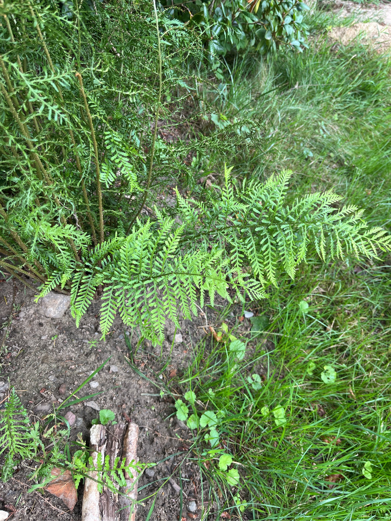 On peut voir un faux-foyer écailleux fraîchement poussé qui croît sur un sol de jardin humide près d'une pelouse.
