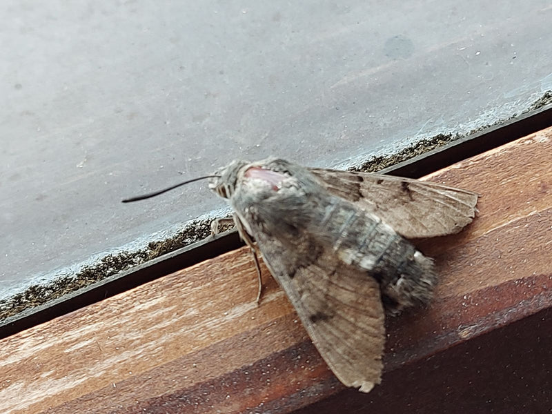 Papillon de gloire du matin — Bild 1