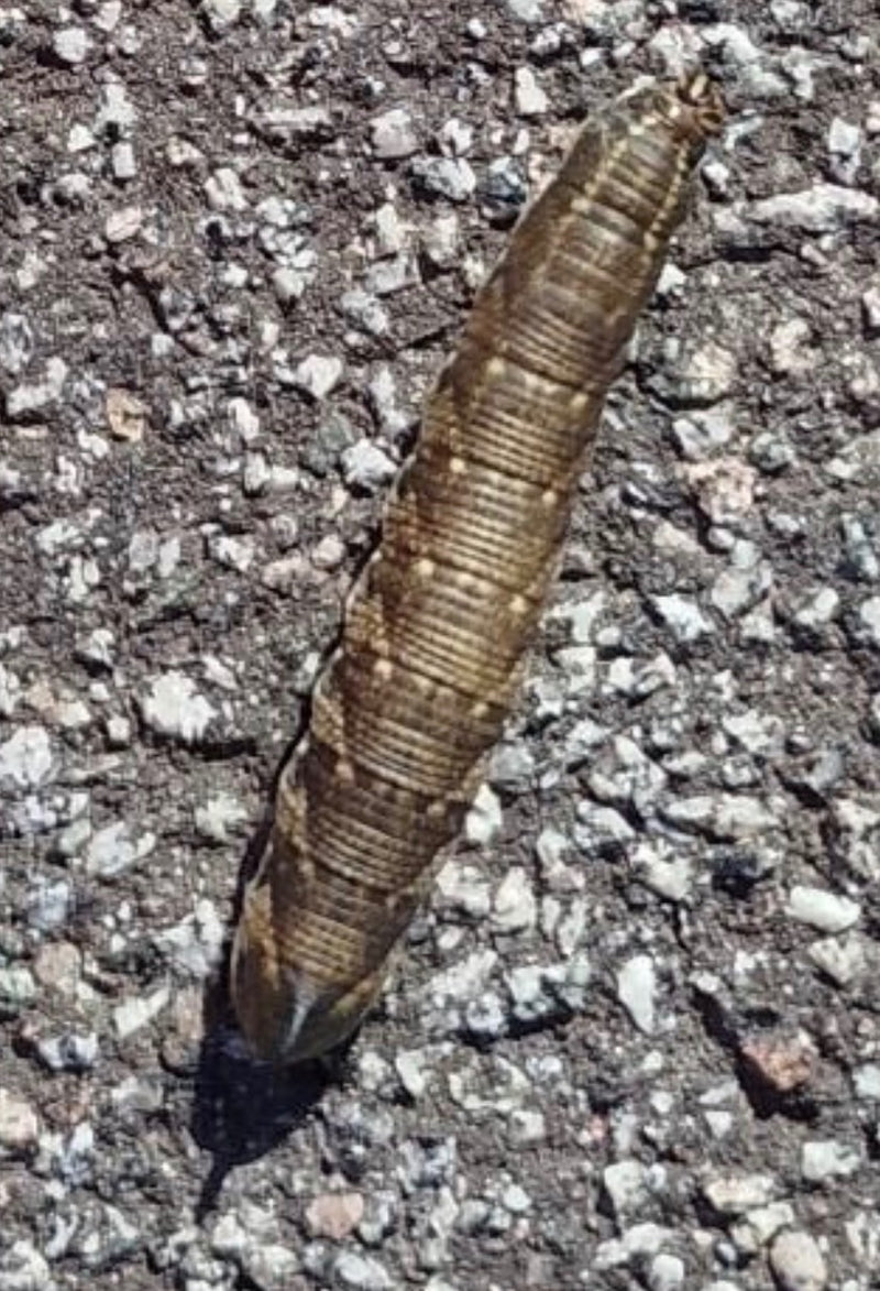 Une chenille brune du sphinx du liseron rampe sur un sol en asphalte rugueux.