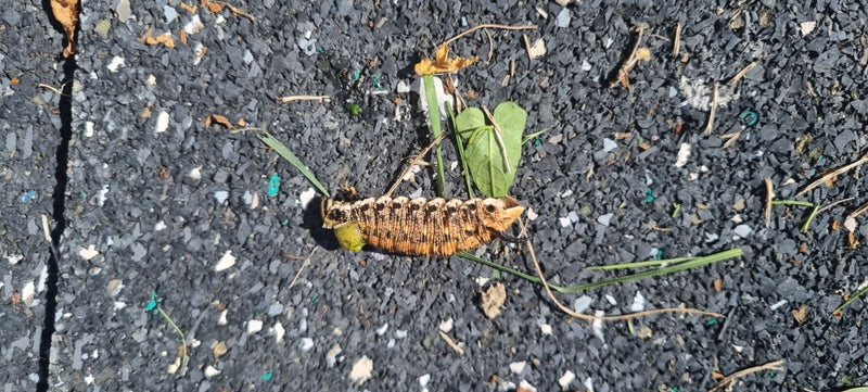 Papillon de gloire du matin — photo 4 sur 21